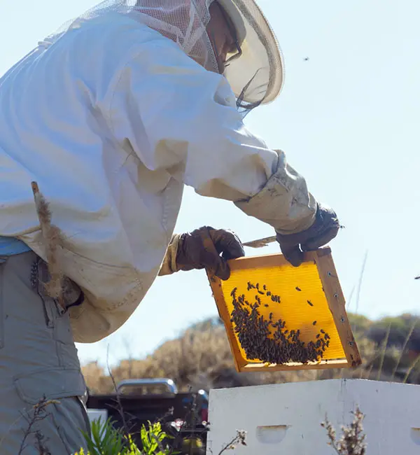 Imker kontrolliert Bienenstock – Einsatz von Künstlicher Intelligenz zum Schutz und Monitoring von Bienenvölkern
